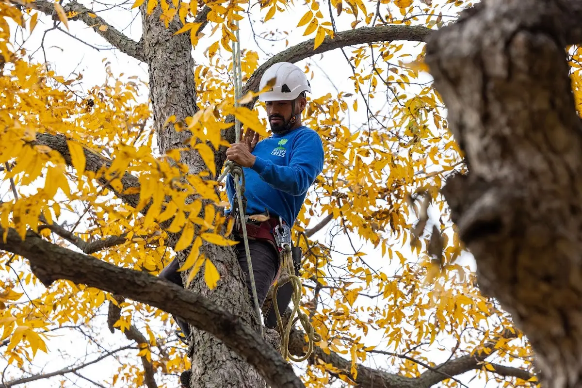 Skilled Tree Planting crew working in Fredonia
